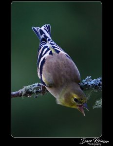 American Goldfinch 2