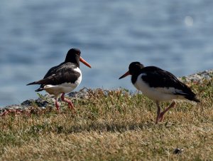 Adult and first summer oystercatchers