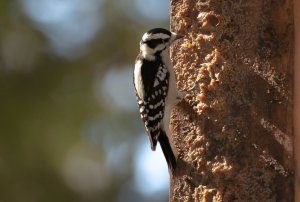 Downy woodpecker