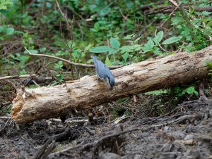 Nuthatch