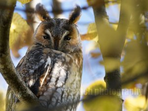 Long-Eared Owl in Autumn