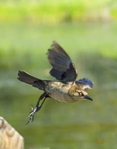 Boat-tailed Grackle, Female