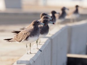 Sooty gulls