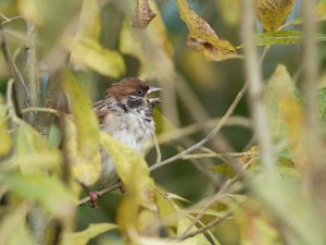 Juvenile tree sparrow