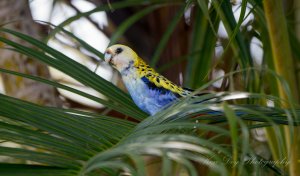 Pale-headed Rosella ( ssp palliceps )