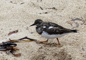 Turnstone.     P1080583.jpg