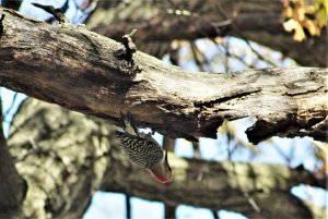 Red-Bellied Woodpecker-3