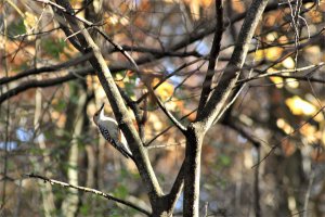 Red-Bellied Woodpecker-2