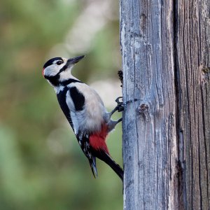 Great spotted woodpecker (male)