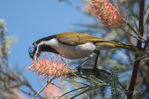 Blue-faced Honeyeater