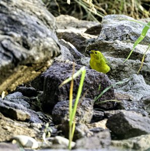 Wilson's Warbler.jpg