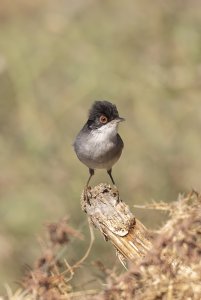 Sardinian Warbler