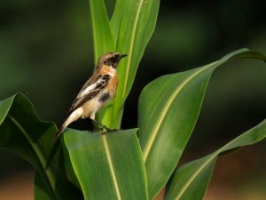 Siberian stonechat