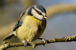 Blue Tit