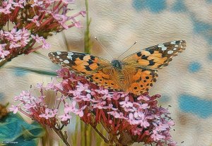 Butterfly Painted Lady Painting.jpg