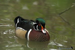 Carolina duck (Anatra Sposa)