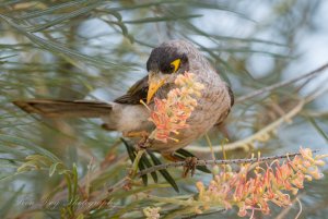 Noisy Miner