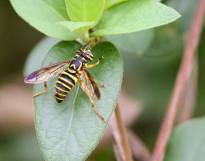 Wasp-like Hover Fly.jpg