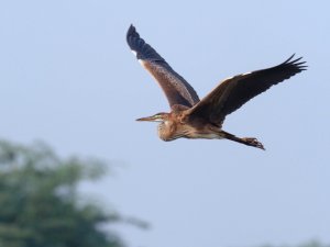 purple heron