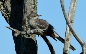 Northern Mockingbird Fledgling