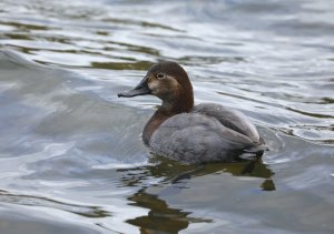 Female Common Pochard