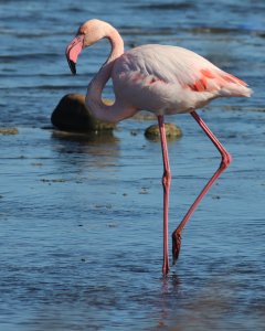 greater flamingo