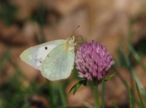 Female Clouded Yellow