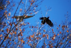 Red-tailed hawk vs. crow