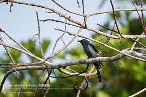 Square-tailed Drongo-Cuckoo