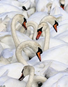 Swan gathering