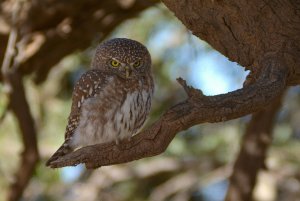 Pearl-spotted Owlet in the Kgalagadi Transfrontier Park