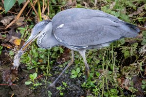 Grey heron feeding