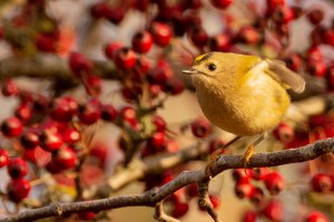 Goldcrest among the berries