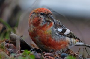 Two-barred crossbill