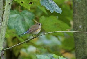 red flanked bluetail