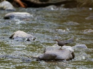 White-throated dipper with prey