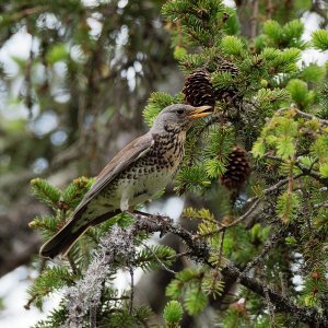 Fieldfare