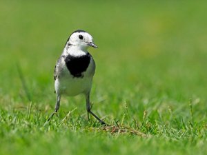 white wagtail