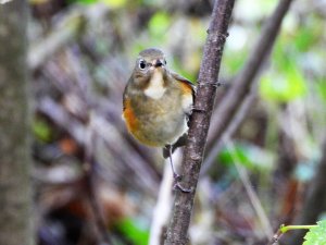 Red Flanked Bluetail