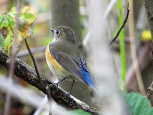 Red Flanked Bluetail..JPG