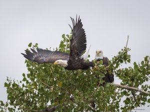 Bald eagles return to Hygiene Road