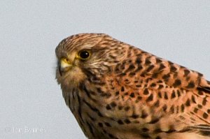 KESTREL- Falco tinnunculus