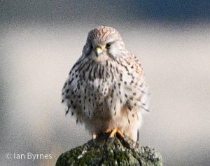 Kestrel- Falco tinnunculus