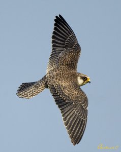 Amur Falcon 阿穆爾隼