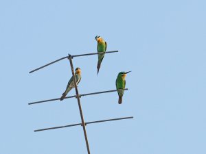 blue cheeked bee-eater