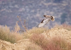 Dark Morph Ferruginous Hawk in flight - wings down