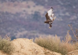 Dark Morph Ferruginous Hawk, underside of wing visible