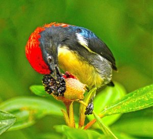 Scarlet-backed Flowerpecker 	(FIM)