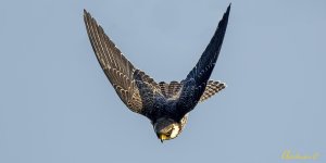 Amur Falcon 阿穆爾隼