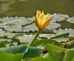 Yellow Waterlily (Nymphaea mexicana)